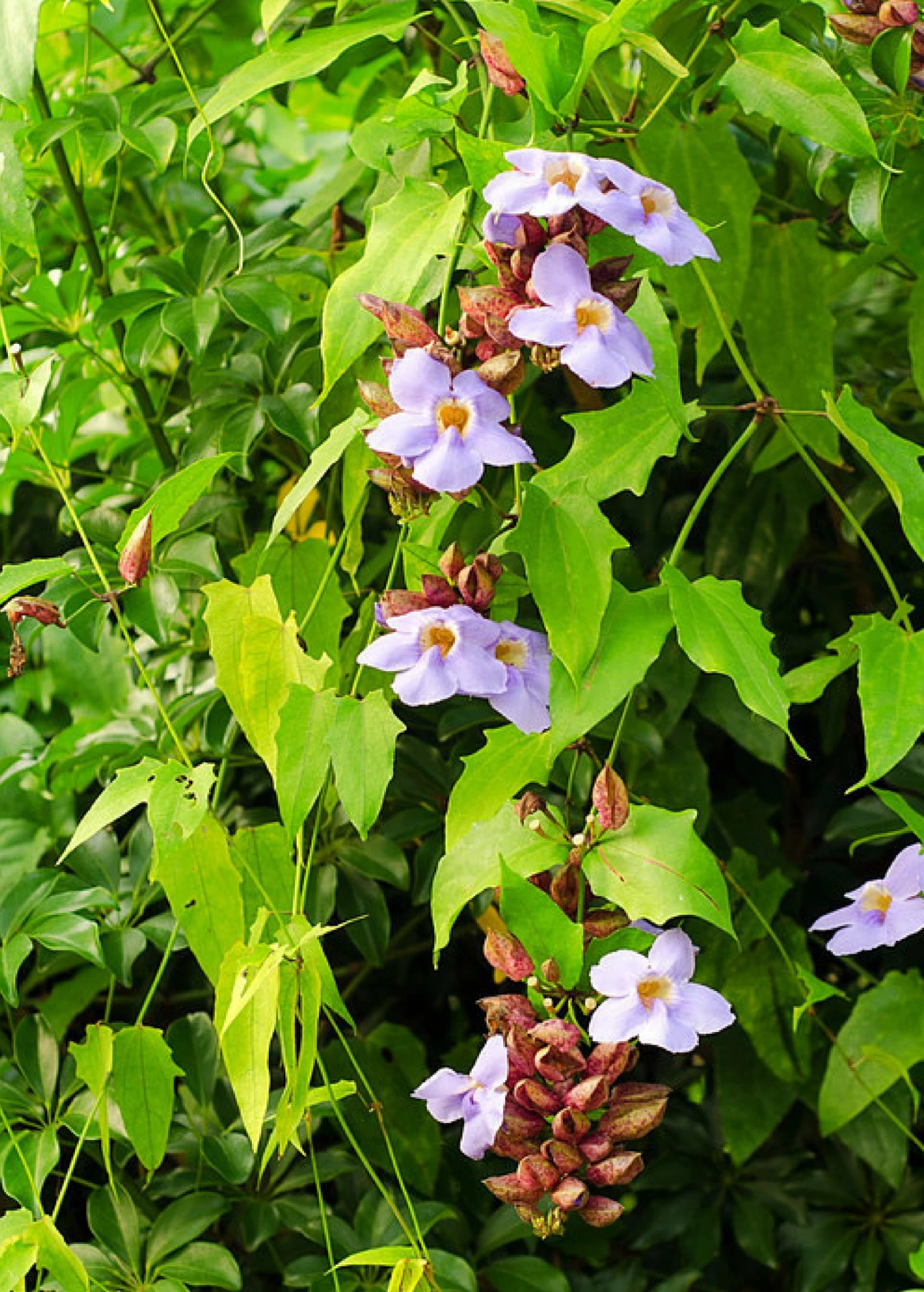 Rang Jued (Thunbergia Laurifolia) 2 Rang Jued (Thunbergia Laurifolia) - Image 2