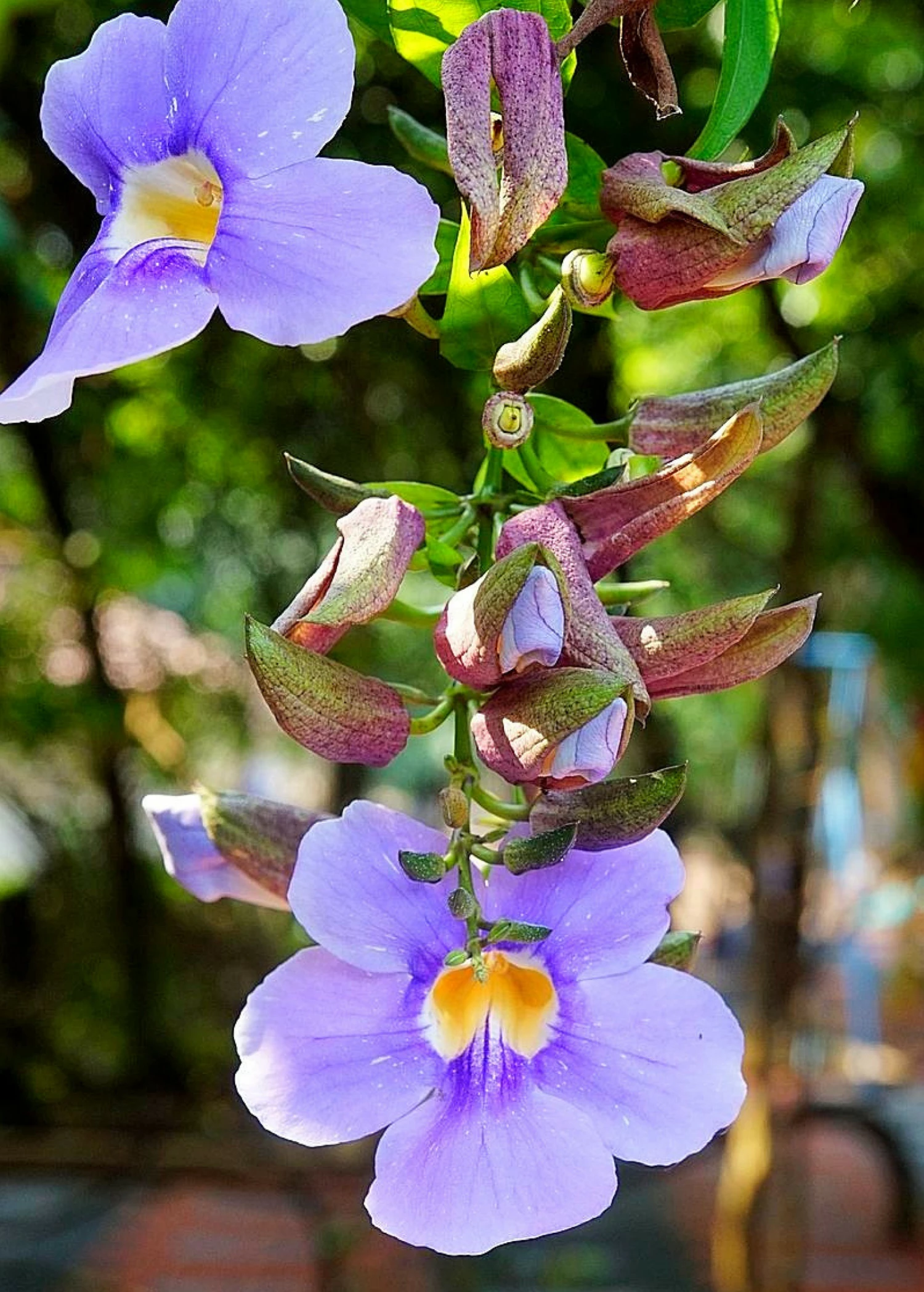 Rang Jued (Thunbergia Laurifolia) 1 Rang Jued (Thunbergia Laurifolia)