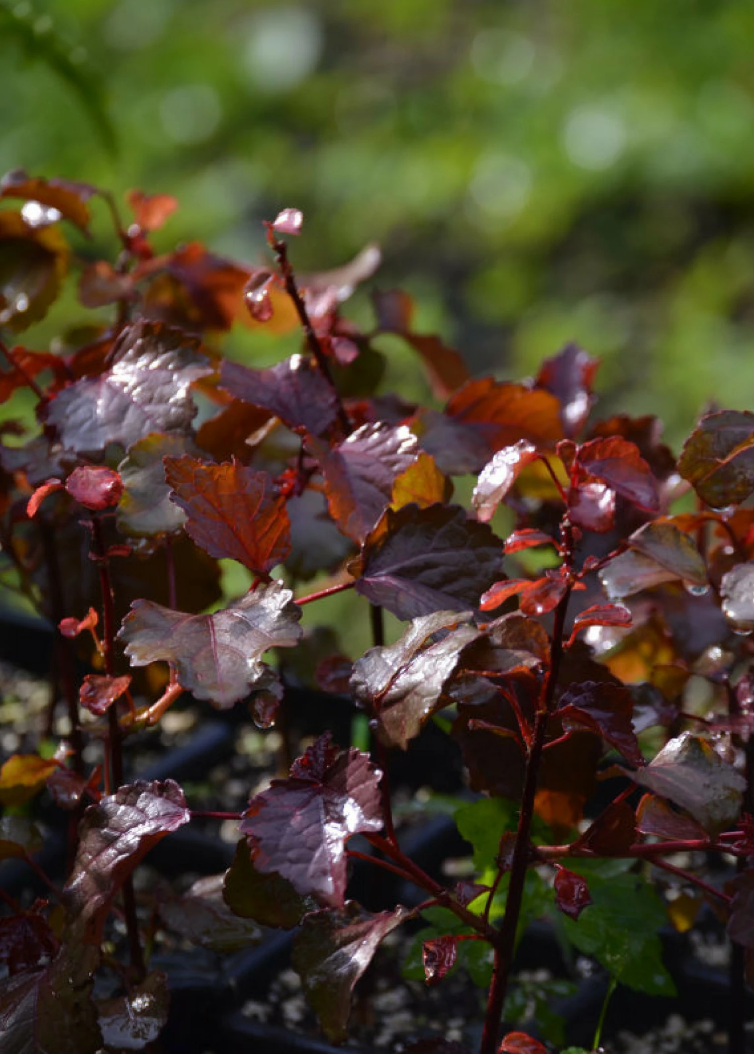 Red Leaf Cranberry Hibiscus (Hibiscus Acetosella) 2 Red Leaf Cranberry Hibiscus (Hibiscus Acetosella) - Image 2