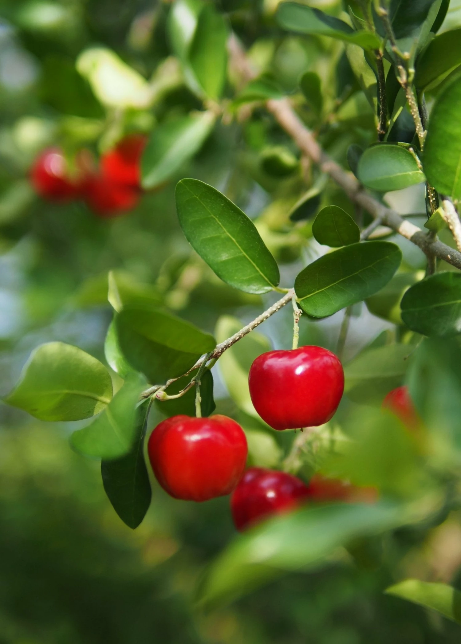 Barbados Cherry (Malpighia Emarginata) 2 Barbados Cherry (Malpighia Emarginata) - Image 2