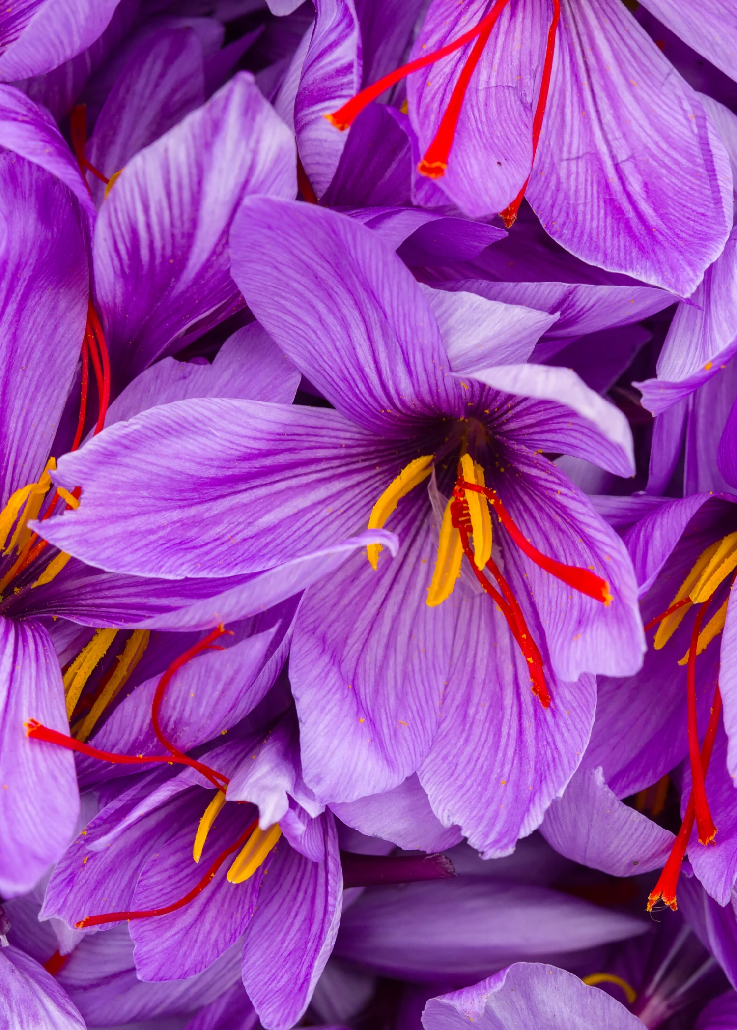Saffron (Crocus Sativus) 1 Saffron (Crocus Sativus)