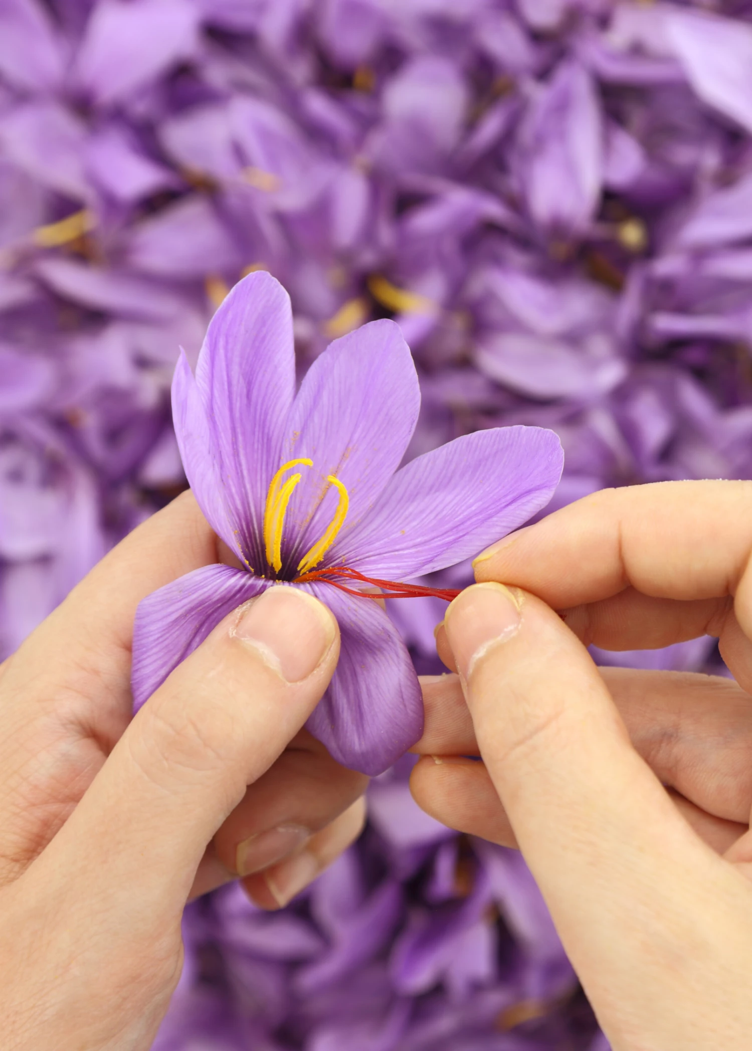 Saffron (Crocus Sativus) 4 Saffron (Crocus Sativus) - Image 4