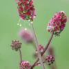 Salad Burnet (Sanguisorba Minor)