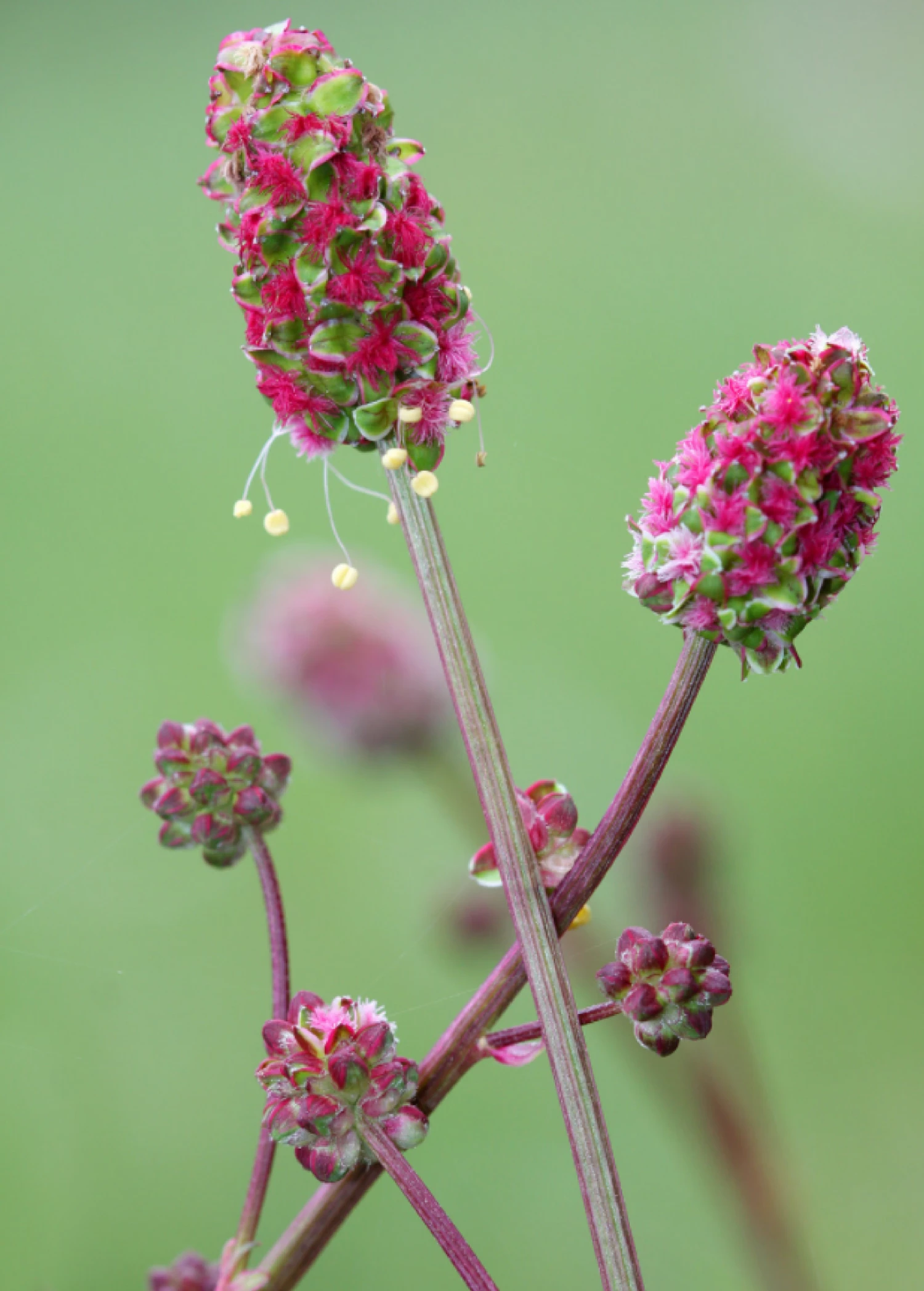 Salad Burnet (Sanguisorba Minor) 1 Salad Burnet (Sanguisorba Minor)