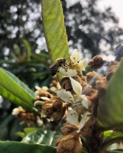 Loquat 'Christmas' (Eriobotrya Japonica) -Hot Sale Sow Exotic Store Screenshot 2020 01 14 at 7.20.43 PM