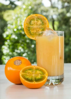 Lulo, Naranjilla (Solanum Quitoense)
