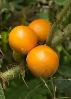 Lulo, Naranjilla (Solanum Quitoense) -Hot Sale Sow Exotic Store Solanum quitoense naranjilla fruit on the plant