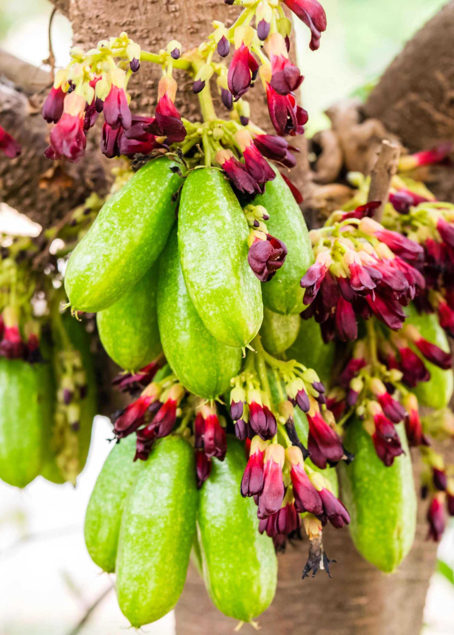 Bilimbi (Averrhoa Bilimbi) 1 Bilimbi (Averrhoa Bilimbi)