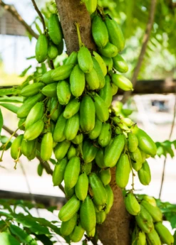 Bilimbi (Averrhoa Bilimbi) 7 Bilimbi (Averrhoa Bilimbi) -Hot Sale Sow Exotic Store Sow Exotic Plant Nursery Averrhoabilimbi 1