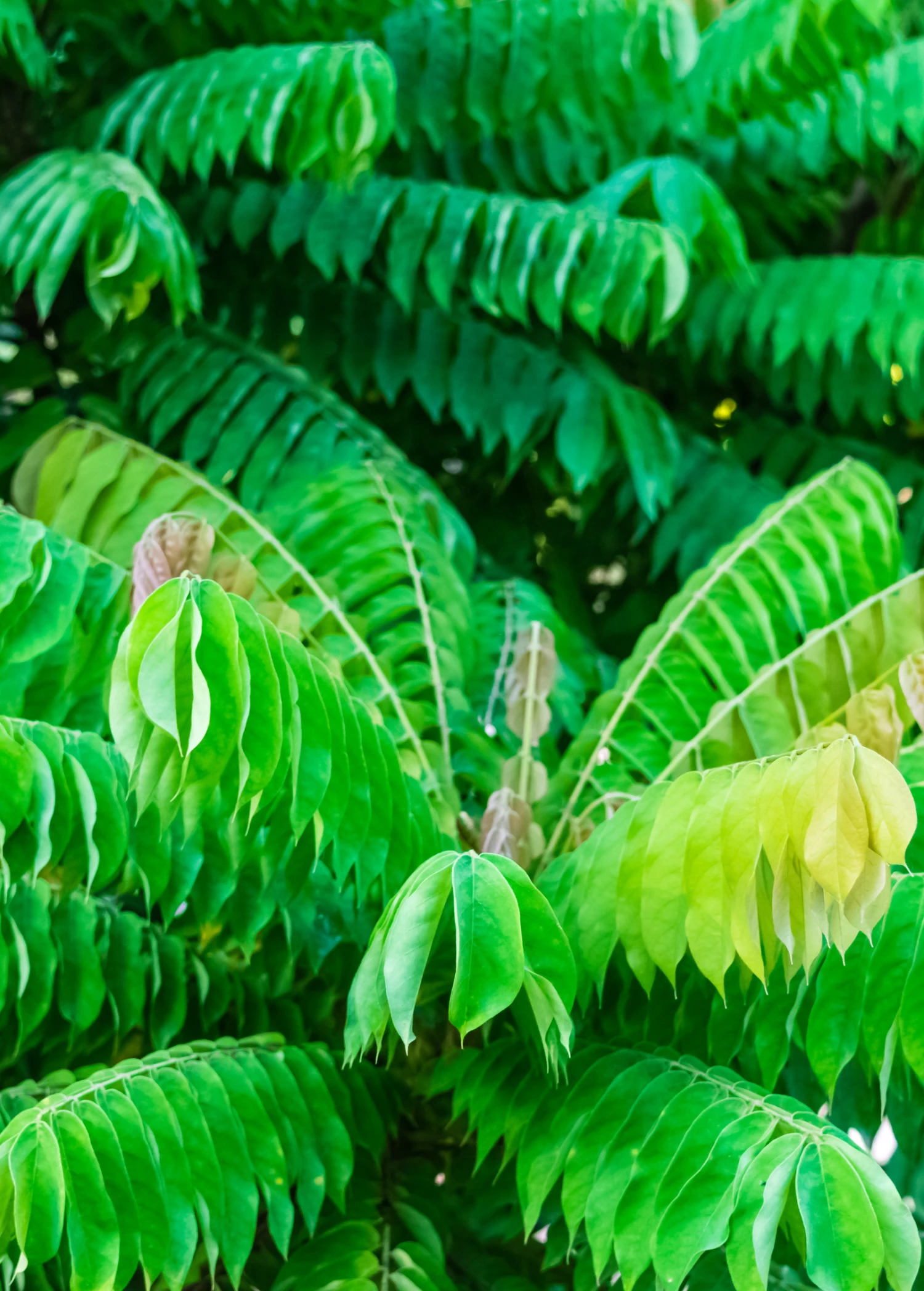 Bilimbi (Averrhoa Bilimbi) 2 Bilimbi (Averrhoa Bilimbi) - Image 2