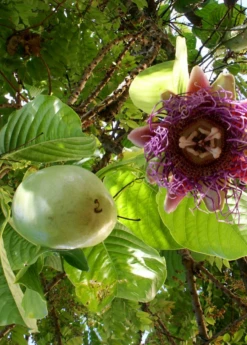 Giant Granadilla (Passiflora Quadrangularis L.) -Hot Sale Sow Exotic Store Sow Exotic Plant Nursery GiantGranadilla PassifloraquadrangularisL. 1