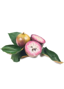 Purple Caimito, Star Apple (Chrysophyllum Cainito) -Hot Sale Sow Exotic Store Sow Exotic Plant Nursery cainito