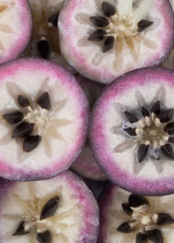 Purple Caimito, Star Apple (Chrysophyllum Cainito) -Hot Sale Sow Exotic Store Sow Exotic Plant Nursery cainito 1