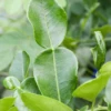 Kaffir, Makrut Lime (Citrus Hystrix)