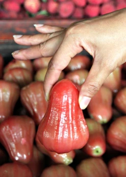 Malay Apple (Syzygium Malaccense) 6 Malay Apple (Syzygium Malaccense) -Hot Sale Sow Exotic Store Sow Exotic Plant Nursery redmalayappleSyzygiummalaccense 3