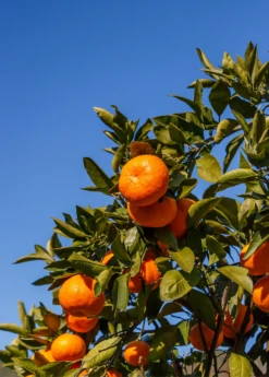 Satsuma Mandarin (Citrus Unshiu) -Hot Sale Sow Exotic Store Sow Exotic Plant Nursery satsuma