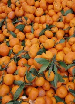 Satsuma Mandarin (Citrus Unshiu) -Hot Sale Sow Exotic Store Sow Exotic Plant Nursery satsuma 2