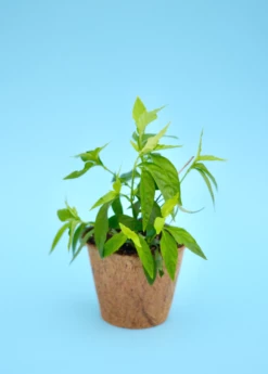 Tilo (Justicia Pectoralis) -Hot Sale Sow Exotic Store Sow Exotic Tilo Plant