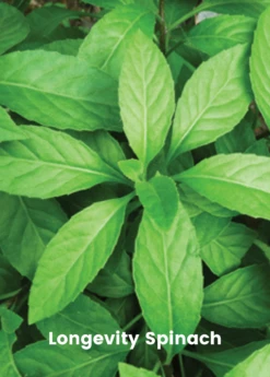 Summer Greens Bundle: Malabar Spinach, Molokhia, Longevity Spinach & Lagos Spinach -Hot Sale Sow Exotic Store SummerGreensBundle LongevitySpinach OkinawaSpinach LagosSpinachPlantsForSale SowExotic.com 1