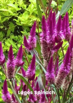 Summer Greens Bundle: Malabar Spinach, Molokhia, Longevity Spinach & Lagos Spinach -Hot Sale Sow Exotic Store SummerGreensBundle LongevitySpinach OkinawaSpinach LagosSpinachPlantsForSale SowExotic.com 2