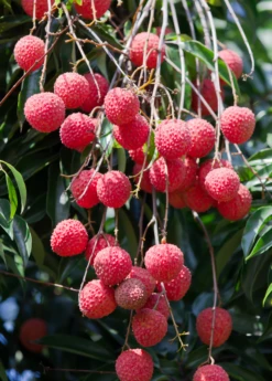 Lychee 'Sweetheart' (Litchi Chinensis) 6 Lychee 'Sweetheart' (Litchi Chinensis) -Hot Sale Sow Exotic Store SweetheartLycheesowexoticplantNursery