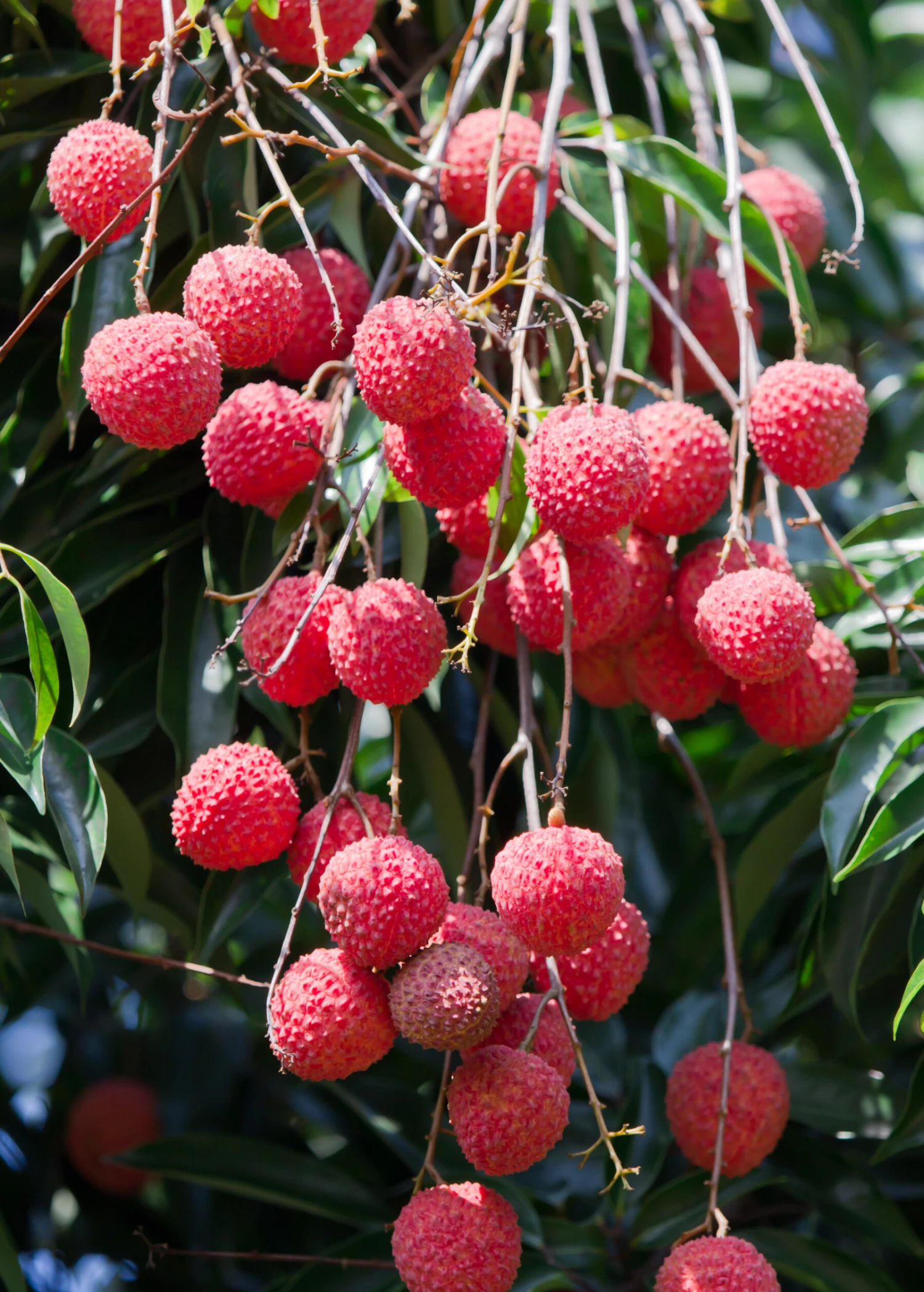 Lychee 'Sweetheart' (Litchi Chinensis) 3 Lychee 'Sweetheart' (Litchi Chinensis) - Image 3