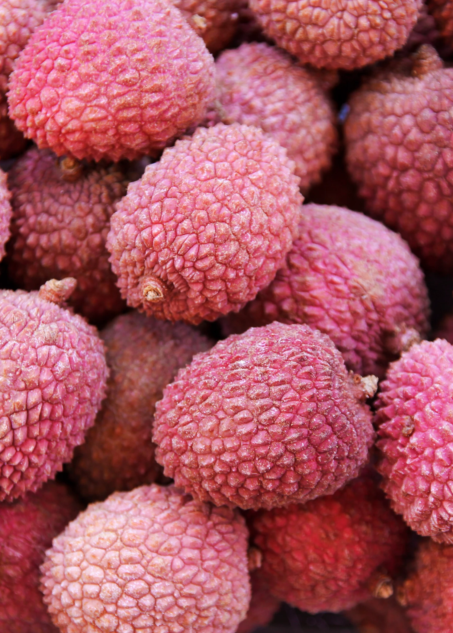 Lychee 'Sweetheart' (Litchi Chinensis) 1 Lychee 'Sweetheart' (Litchi Chinensis)