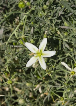 Syrian Rue (Peganum Harmala) -Hot Sale Sow Exotic Store Syrian Rue Peganum harmala flower and foliage