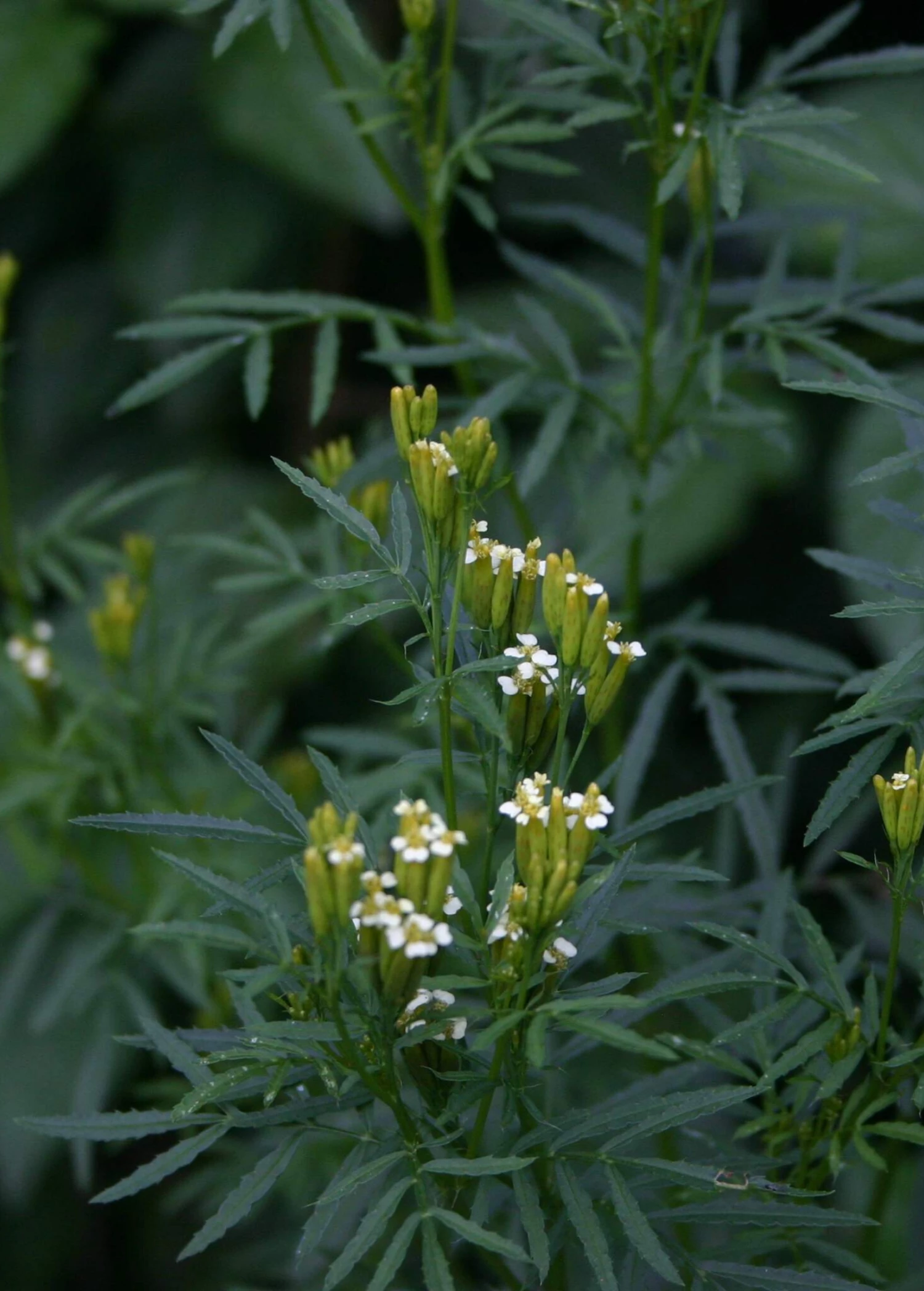 Huacatay (Tagetes Minuta) 1 Huacatay (Tagetes Minuta)