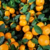 Tango Mandarin (Citrus Reticulata Blanco)