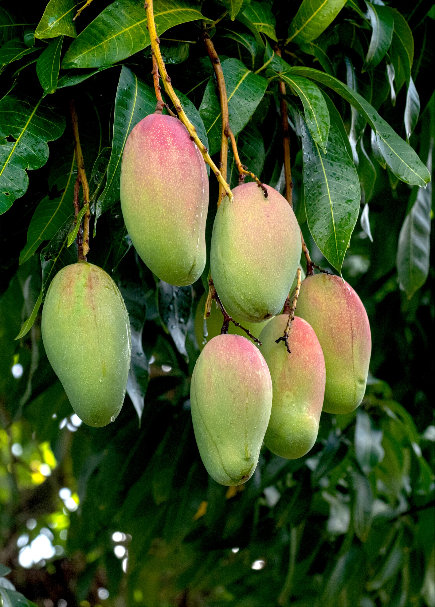 Mango 'Valencia Pride' (Mangifera Indica) 1 Mango 'Valencia Pride' (Mangifera Indica)