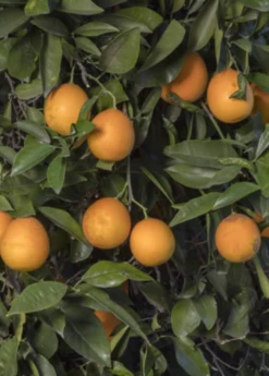 Vernia Sweet Orange (Citrus × Sinensis (L.) Osbeck)