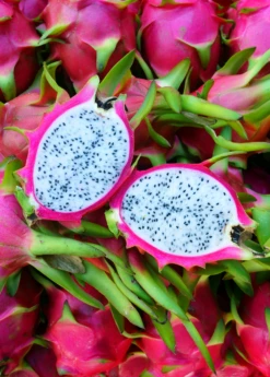Dragon Fruit, White 'Vietnamese Jaina' (Hylocereus Undatus) 6 Dragon Fruit, White 'Vietnamese Jaina' (Hylocereus Undatus) -Hot Sale Sow Exotic Store Vietnamese Jaina White Dragon Fruit 659c1d97 30ce 4830 a831 2fc360c2bbba