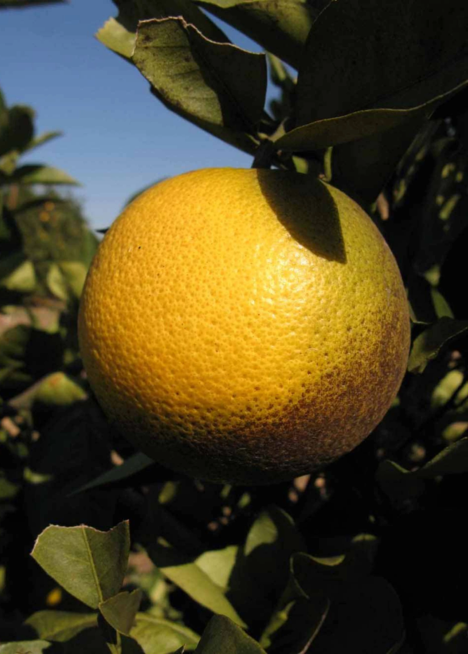Westin Sweet Orange (Citrus X Aurantium L.) 1 Westin Sweet Orange (Citrus X Aurantium L.)
