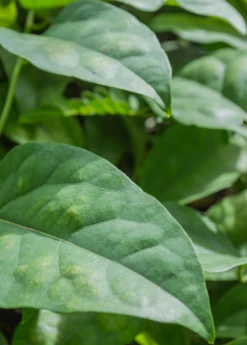 Yanang, Grass Jelly Vine (Tiliacora Triandra) 8 Yanang, Grass Jelly Vine (Tiliacora Triandra) -Hot Sale Sow Exotic Store Yanang GrassJellyVine Tiliacoratriandra PerennialVine medicinalherb sowexoticplantnursery