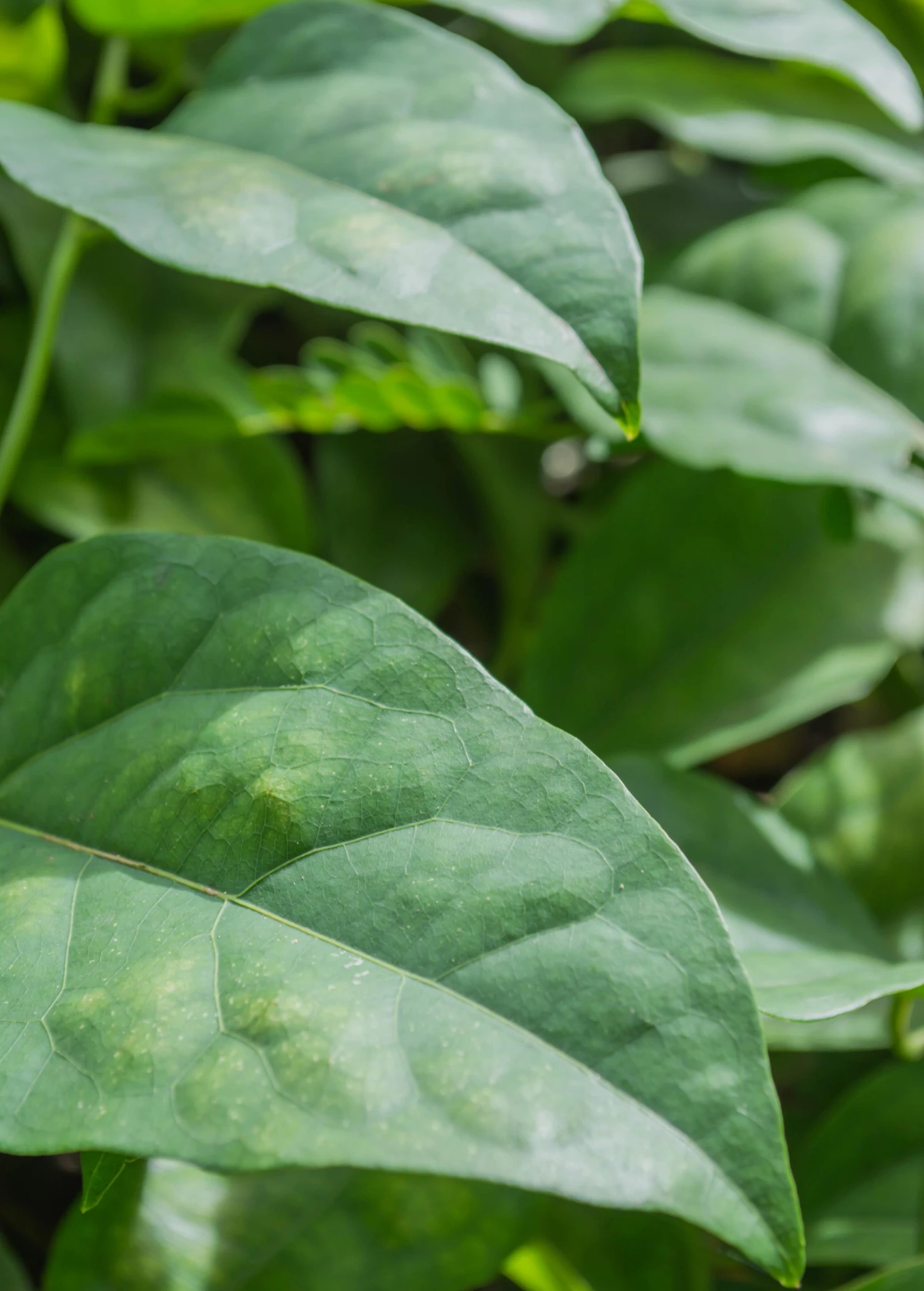 Yanang, Grass Jelly Vine (Tiliacora Triandra) 4 Yanang, Grass Jelly Vine (Tiliacora Triandra) - Image 4