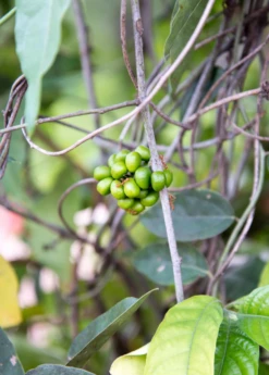 Yanang, Grass Jelly Vine (Tiliacora Triandra) 7 Yanang, Grass Jelly Vine (Tiliacora Triandra) -Hot Sale Sow Exotic Store Yanang GrassJellyVine Tiliacoratriandra PerennialVine medicinalherb sowexoticplantnursery 1