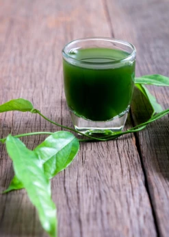 Yanang, Grass Jelly Vine (Tiliacora Triandra) 9 Yanang, Grass Jelly Vine (Tiliacora Triandra) -Hot Sale Sow Exotic Store Yanang GrassJellyVine Tiliacoratriandra PerennialVine medicinalherb sowexoticplantnursery 3