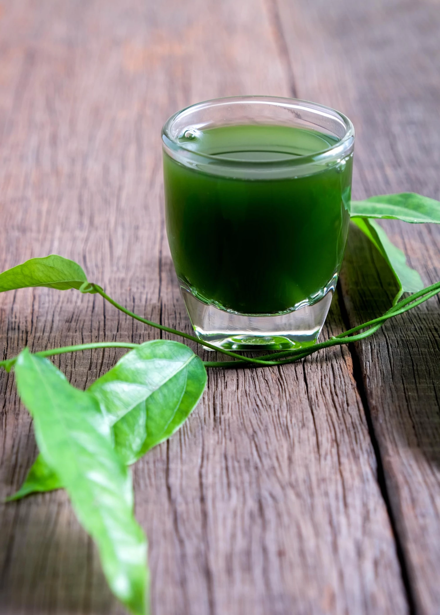 Yanang, Grass Jelly Vine (Tiliacora Triandra) 5 Yanang, Grass Jelly Vine (Tiliacora Triandra) - Image 5