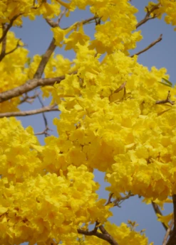 Yellow Tabebuia (Tabebuia Spp.) -Hot Sale Sow Exotic Store YellowTabebuiaTreeforSale SowExotic.com a8bd44ca 2723 4d76 932c 051d4cefcf07