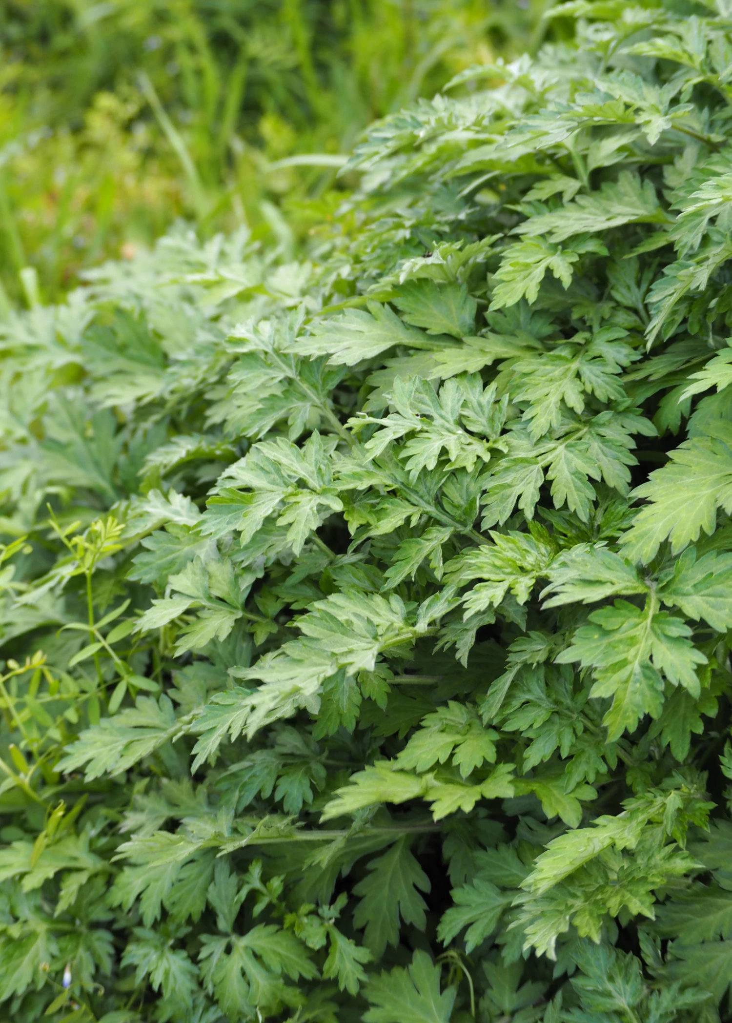 Yomogi (Artemisia Princeps) 1 Yomogi (Artemisia Princeps)