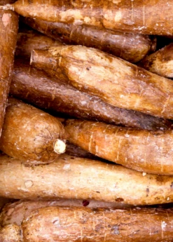 Yuca Root (Manihot Esculenta) -Hot Sale Sow Exotic Store Yuca Root Manihot esculenta Yuca root
