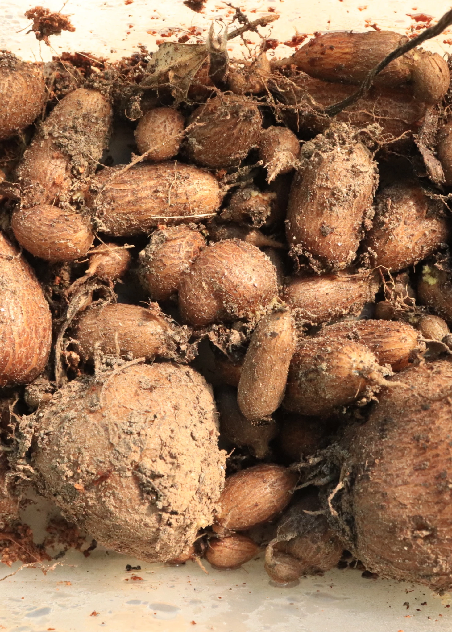 African Potato Mint (Plectranthus Esculentus) 2 African Potato Mint (Plectranthus Esculentus) - Image 2
