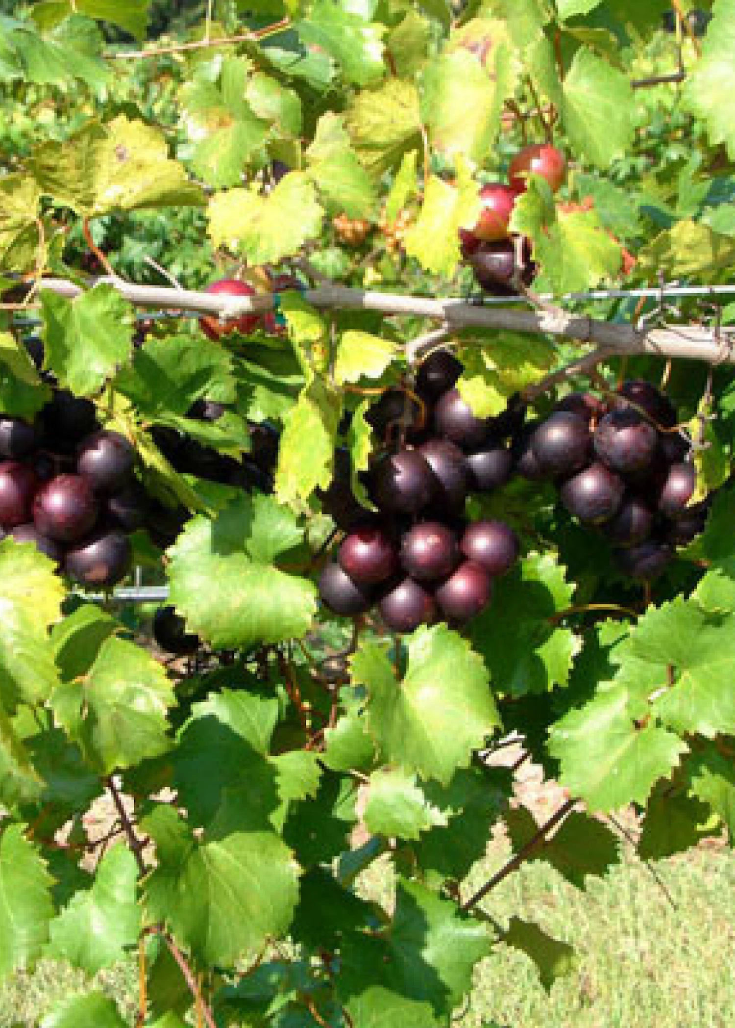Muscadine Grape 'Alachua' (Vitis Rotundifolia) 1 Muscadine Grape 'Alachua' (Vitis Rotundifolia)