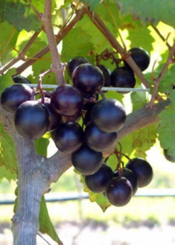 Muscadine Grape 'Alachua' (Vitis Rotundifolia) 5 Muscadine Grape 'Alachua' (Vitis Rotundifolia) -Hot Sale Sow Exotic Store alachua muscadine grape plant for sale