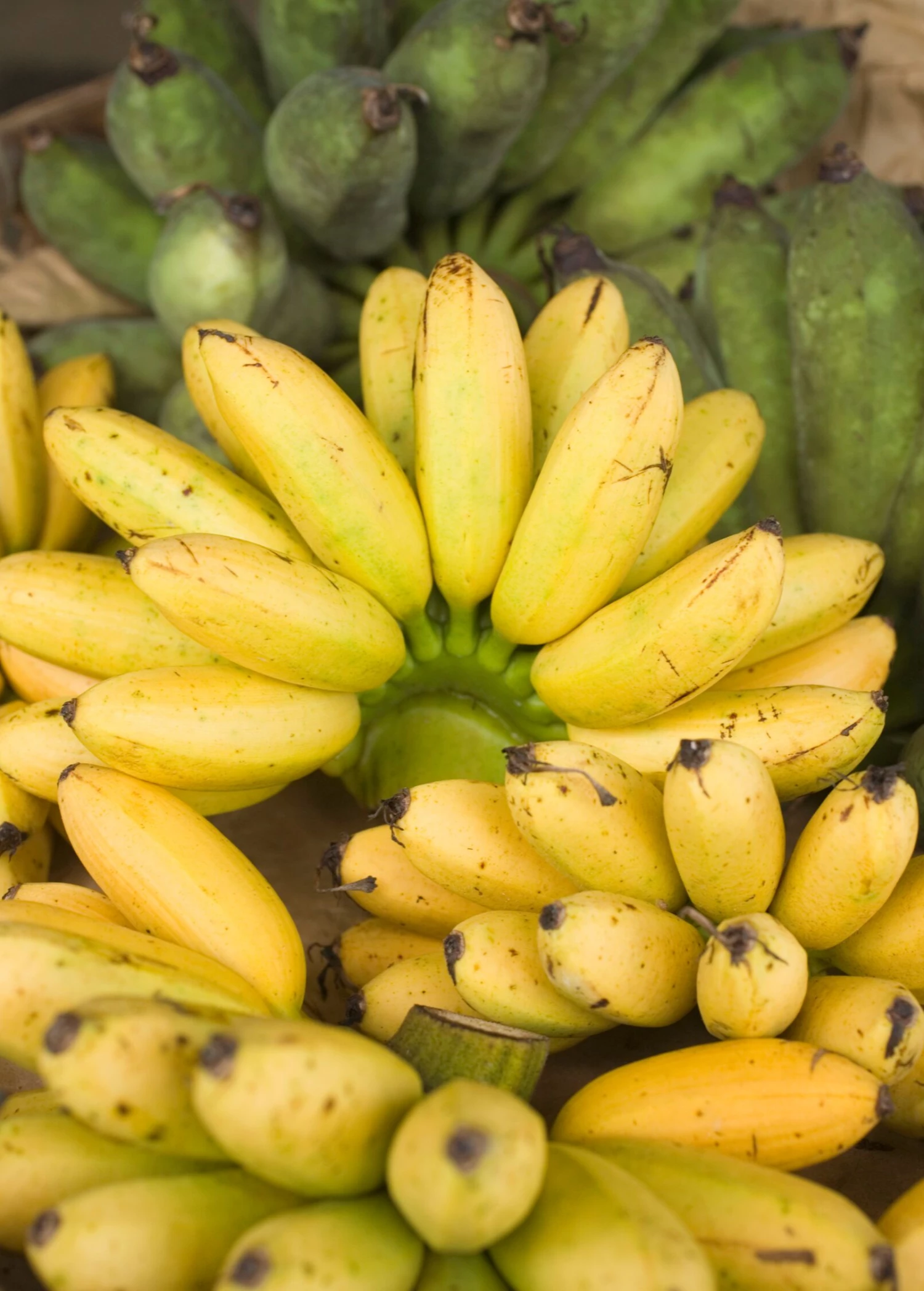 Banana 'Manzano' Apple Banana (Musa Acuminata) 1 Banana 'Manzano' Apple Banana (Musa Acuminata)