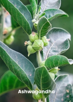 Adaptogen Herb Bundle: Gotu Kola, Skullcap, Ashwagandha, Tulsi -Hot Sale Sow Exotic Store ashwaganda plant for sale SowExotic.com