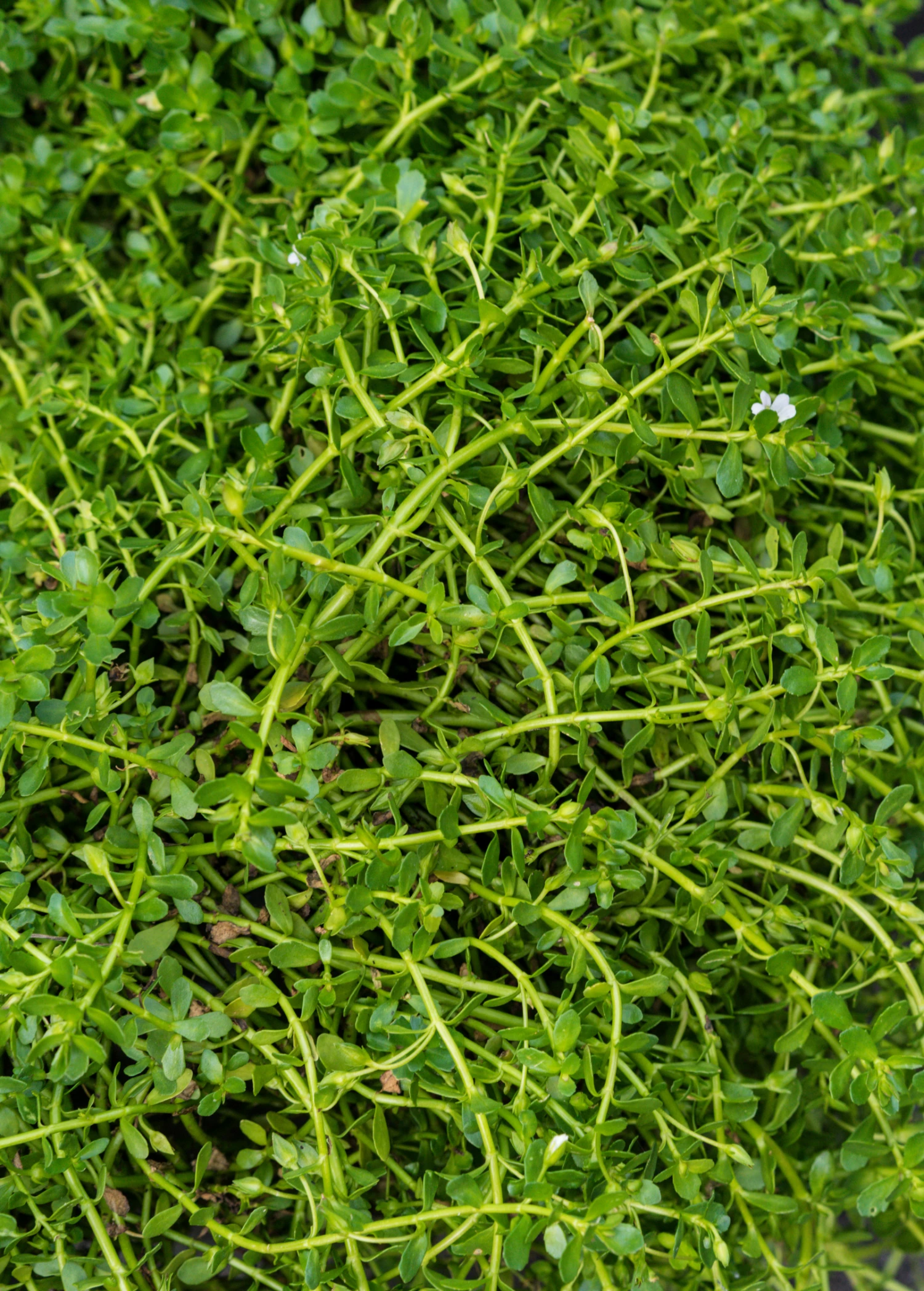 Brahmi (Bacopa Monnieri) 1 Brahmi (Bacopa Monnieri)