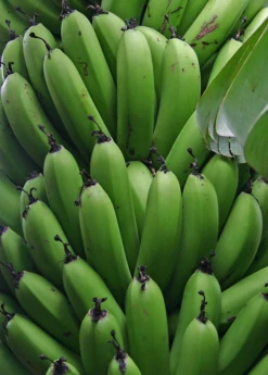 Banana 'Grand Nain' (Musa Acuminata) -Hot Sale Sow Exotic Store bananafruittreesowexoticnursery 2