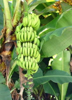 Banana 'Grand Nain' (Musa Acuminata) -Hot Sale Sow Exotic Store bananafruittreesowexoticnursery 3